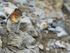 Golden-mantled Ground Squirrel standing upright, Sulphur Mountain