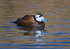 White-headed Duck