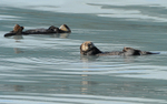 Sea otters