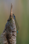 In the world of Damselflies