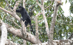 Satanic black Colobus