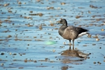 Dark-bellied Brent Goose