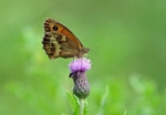 Gatekeeper