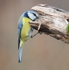 Bluetit