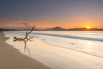 Tramore Driftwood