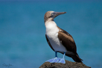 Blue Footed Booby portfolio