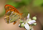 Silver-Washed Fritillary