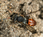 Nomada fabriciana portfolio