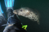 Grey Seal - Halichoerus grypus