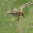 Pallas's Warbler