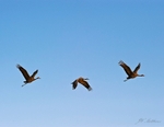Sandhills Flight of Three 172-2040