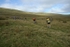 3 Peaks 2010 099