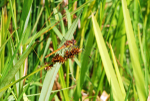 Common Darter