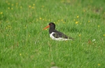 Oystercatcher