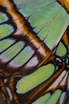 Wing3