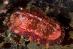 Tonicella marmorea