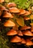 Mushrooms
