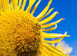Sunflower Bee 6