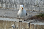 Kittiwake