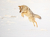 Coyote pounces, Yellowstone National Park, Wyoming, USA