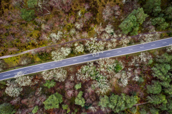 Road through the Petri dish