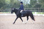 Unaffiliated Dressage portfolio
