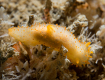 Crimora papillata