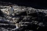 Rockhopper Penguin descending from ledge, Bleaker Island, Falklands