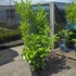 Container grown laurel