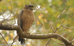 Crested Serpent Eagle.