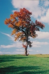 TheTree2007Layer110011