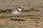 Kentish Plover