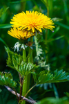 dandelion Taraxacum-048