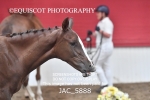 JAC_5888