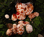 Bleeding tooth fungus, Cholmondeley