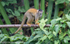 Squirrel Monkey