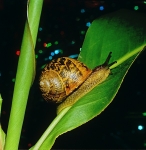 Common Land Snail - Helix espersa