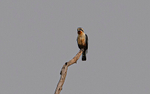 Collared Falconet