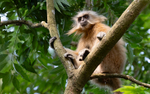 Golden Langur