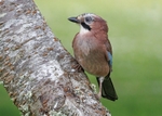 Jay 2