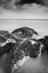 Mussels
