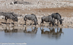 Blue wildebeests