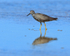 Wandering Tattler in bright sunshine, Ke'e Beach, Kauai