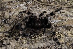 Brazilian Giant White Knee Tarantula