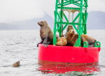 Juneau and Humpbacked Whales-177
