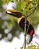 Yellow-throated Toucan about to swallow a fruit at Bosque del Cabo