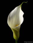Arum Lily (01)