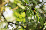 Black-cowled Oriole, A...