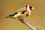 Nature 63
