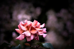 Rose Petals
